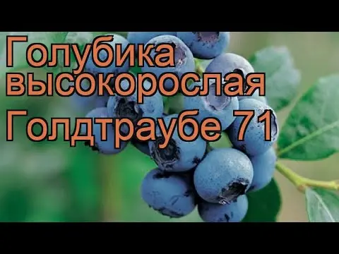 Blueberry Goldtraube 71 (Goldtraub, Goldtraube): planting and care, cultivation