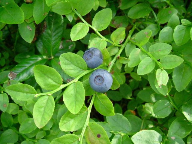 Blueberry leaf: useful properties and contraindications