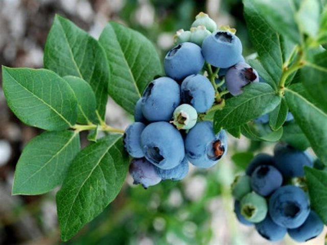 Blueberry leaf: useful properties and contraindications