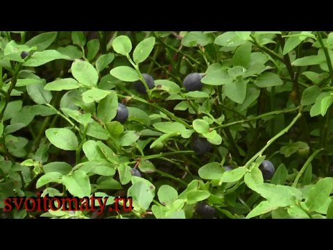 Blueberry leaf: useful properties and contraindications