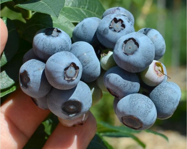 Blueberry Nelson (Nelson): variety description, reviews, photos