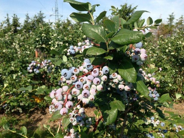 Blueberry Nelson (Nelson): variety description, reviews, photos