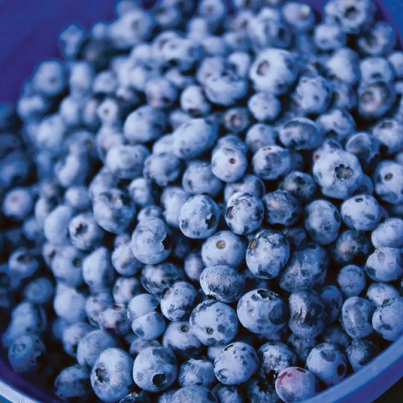 Blueberry North Blue