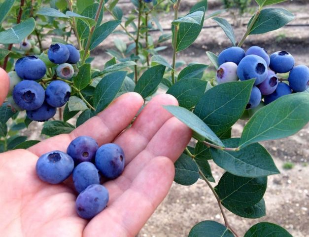 Blueberry North Country (North Country): planting and care, cultivation