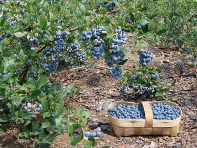 Blueberry North Country (North Country): planting and care, cultivation