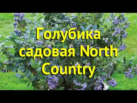 Blueberry North Country (North Country): planting and care, cultivation