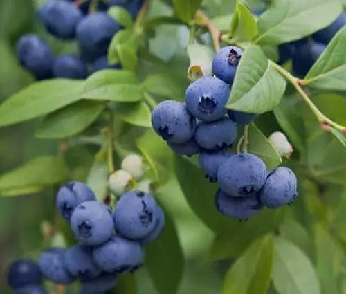 Blueberry North Country (North Country): planting and care, cultivation