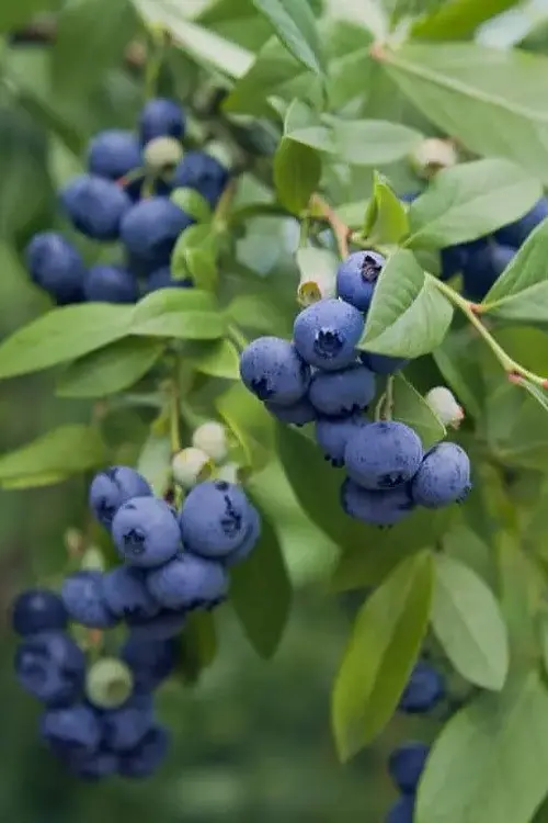 Blueberry North Country (North Country): planting and care, cultivation