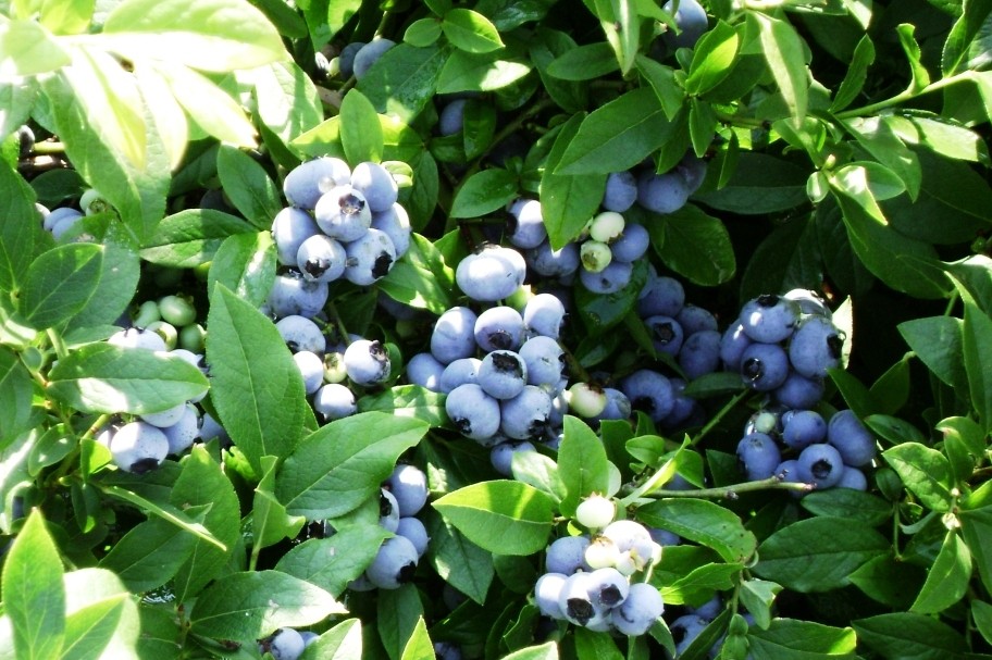 Blueberry patriot: variety characteristics, planting and care