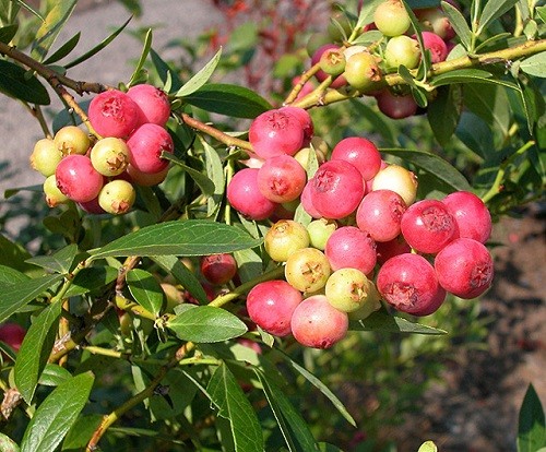 Blueberry patriot: variety characteristics, planting and care