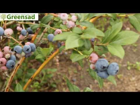 Blueberry patriot: variety characteristics, planting and care