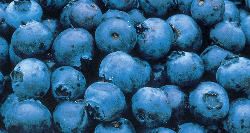 Blueberry patriot: variety characteristics, planting and care