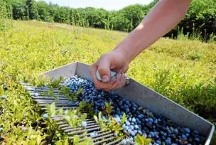 Blueberry Picker