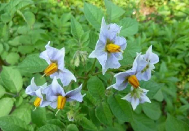 Blueberry Potato