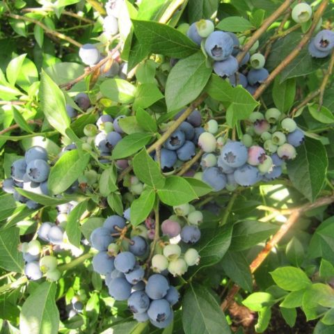 Blueberry River (Reka): characteristics and description of the variety, reviews