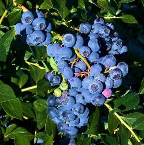 Blueberry River (Reka): characteristics and description of the variety, reviews