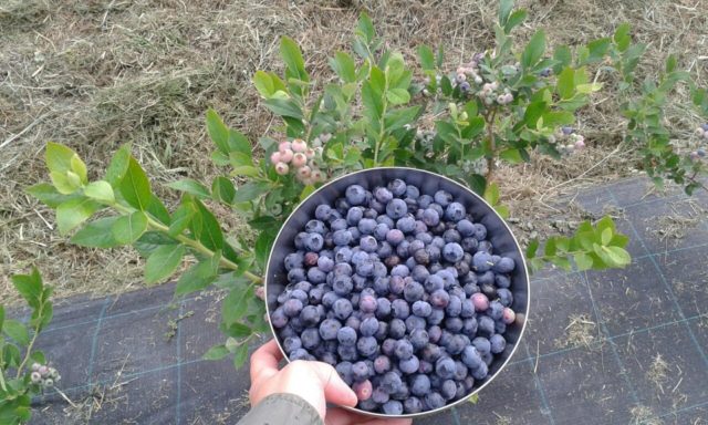 Blueberry River (Reka): characteristics and description of the variety, reviews