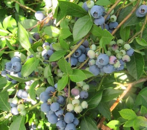 Blueberry River (Reka): characteristics and description of the variety, reviews