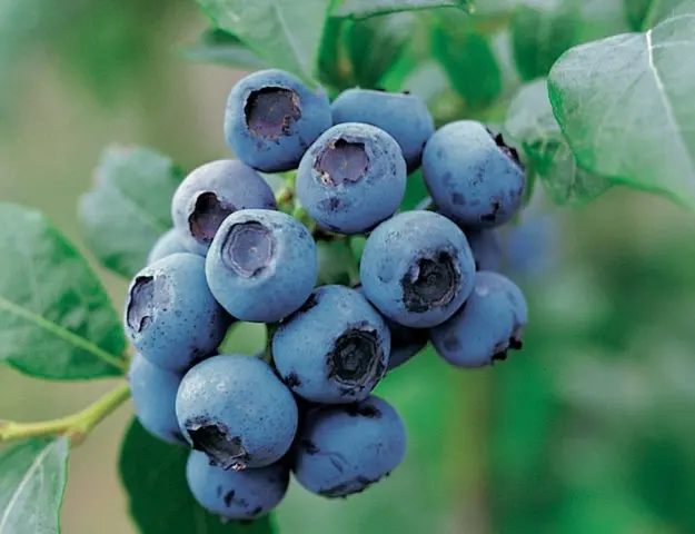 Blueberry tall: fruit and berry crops, growing features