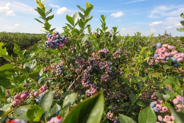 Blueberry tall: fruit and berry crops, growing features