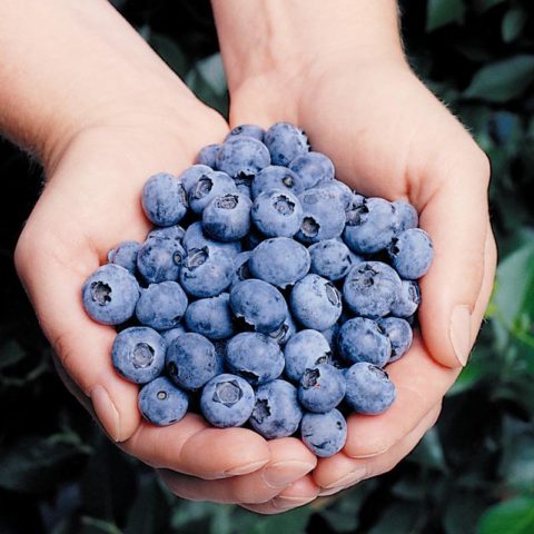 Blueberry tall: fruit and berry crops, growing features