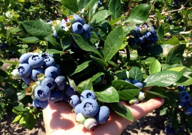 Blueberry tall: fruit and berry crops, growing features