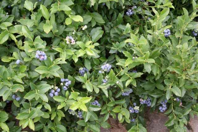 Blueberry tall: fruit and berry crops, growing features