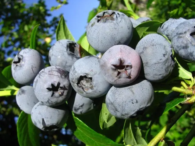 Blueberry tall: fruit and berry crops, growing features