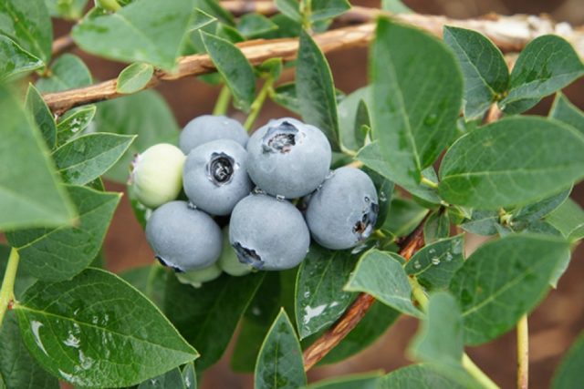 Blueberry tall: fruit and berry crops, growing features