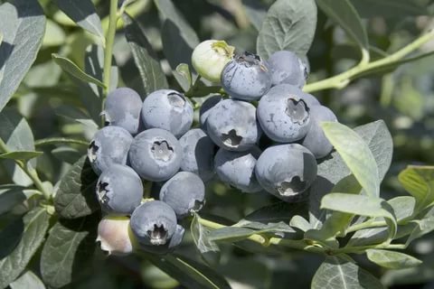 Blueberry tall: fruit and berry crops, growing features