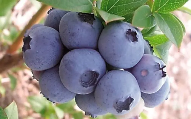 Blueberry tall: fruit and berry crops, growing features