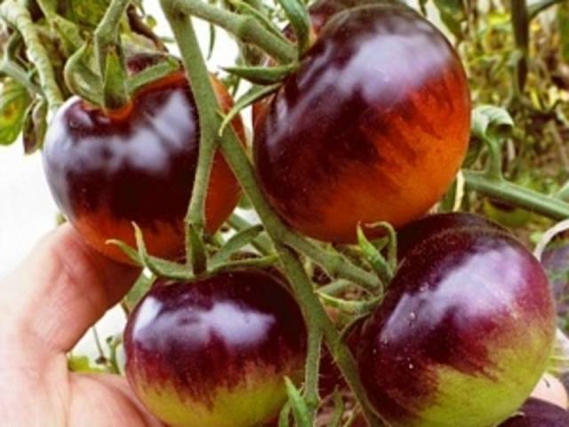 Blueberry tomato: characteristics and description of the variety