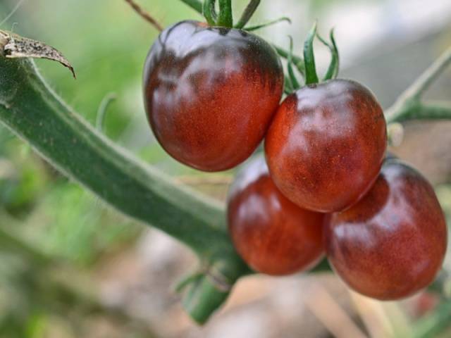 Blueberry tomato: characteristics and description of the variety