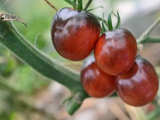 Blueberry tomato: characteristics and description of the variety