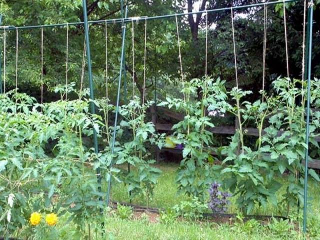 Blueberry tomato: characteristics and description of the variety