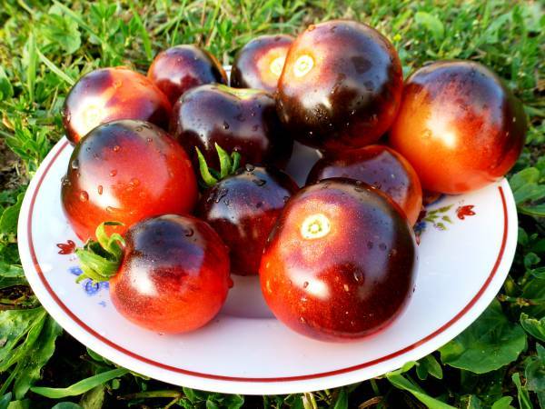 Blueberry tomato: characteristics and description of the variety