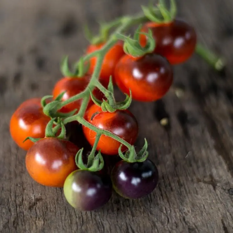 Blueberry tomato: characteristics and description of the variety