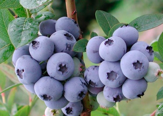 Blueberry tree: cultivation, photo