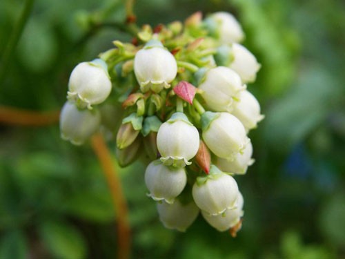 Blueberry tree: cultivation, photo