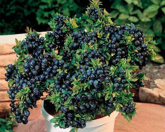 Blueberry tree: cultivation, photo