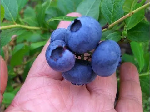 Blueberry tree: cultivation, photo