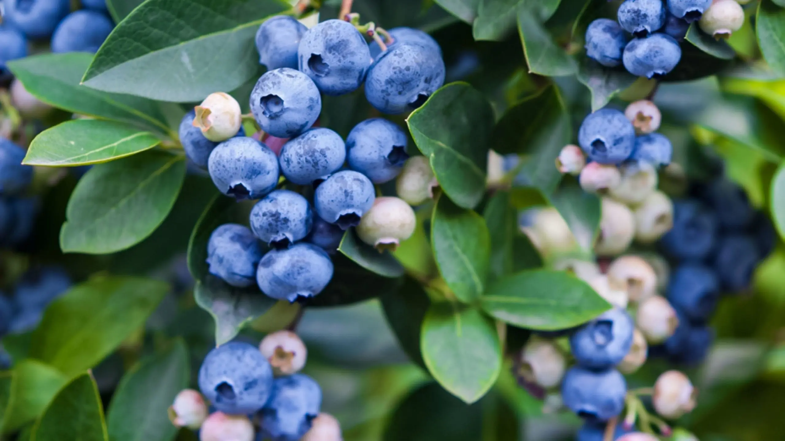 Blueberry tree: cultivation, photo