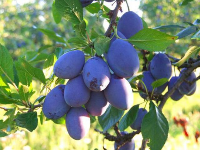 BlueFry plum