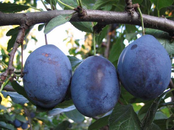 BlueFry plum