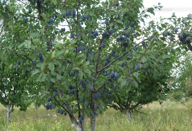 BlueFry plum