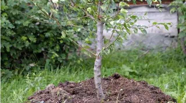 BlueFry plum