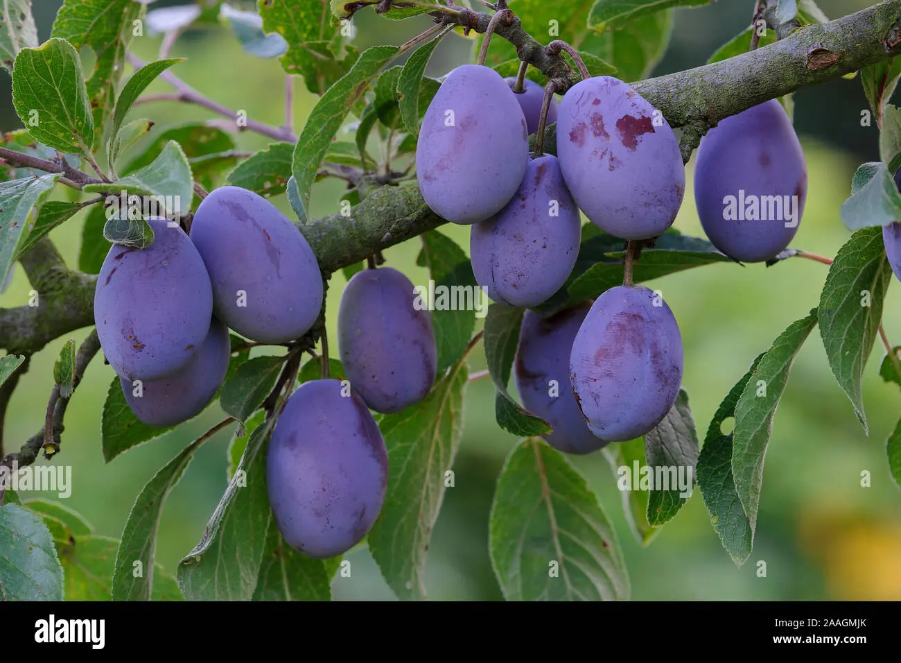 BlueFry plum