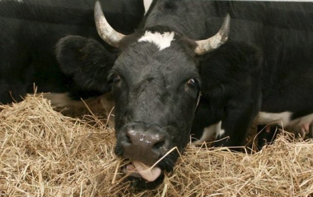 Bluetongue cattle