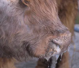 Bluetongue cattle