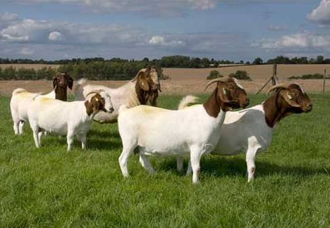 Boer goat breed: keeping and breeding